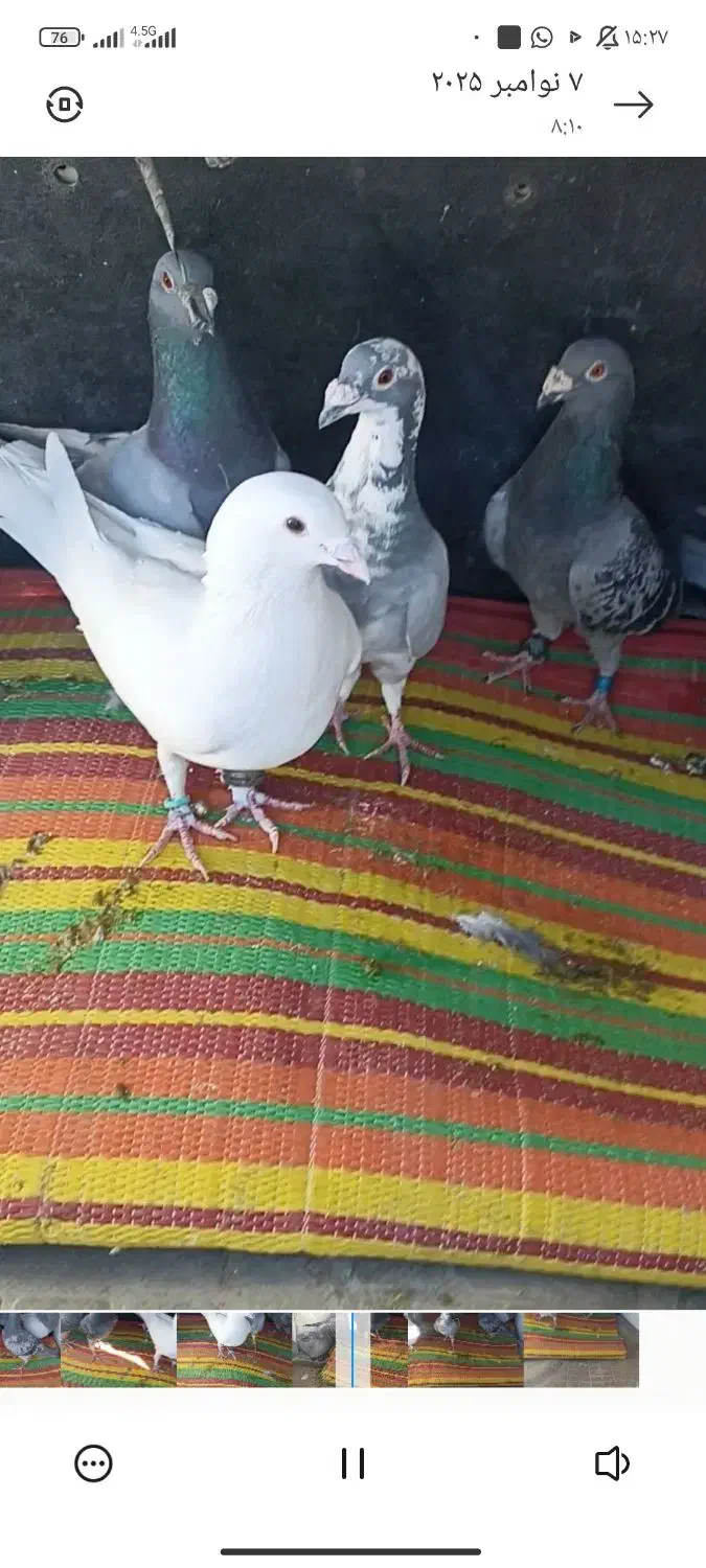 سلام این سه تا کفتر گمشدند|حیوانات|سراوان, |دیوار