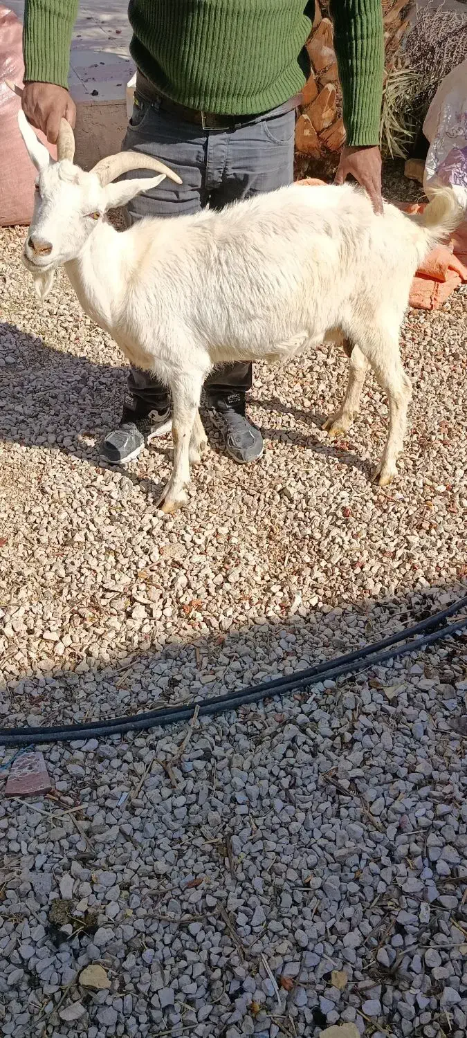 سانن ابستن اصل|حیوانات مزرعه|فراشبند, |دیوار