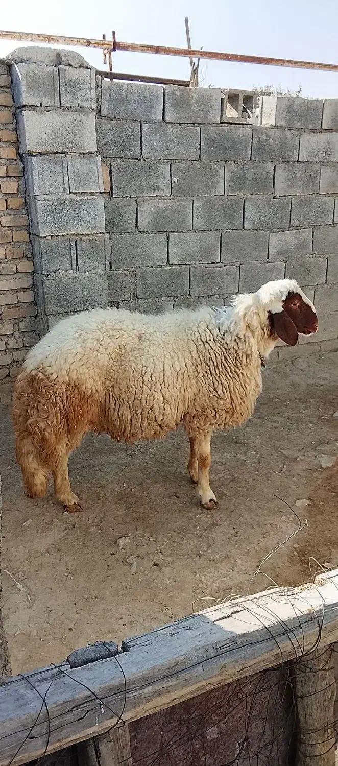 قوچ|حیوانات مزرعه|کرمانشاه, |دیوار