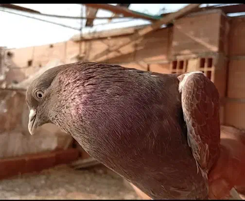 فروش نر قرمز|پرنده|ساری, |دیوار