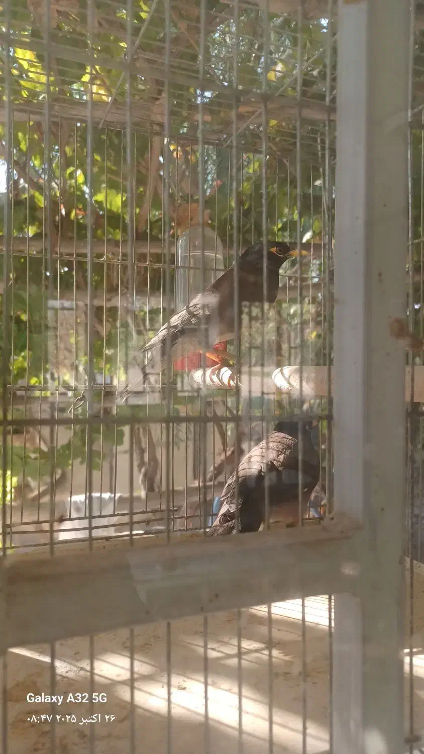 مرغ مینا|پرنده|اصفهان, رهنان|دیوار