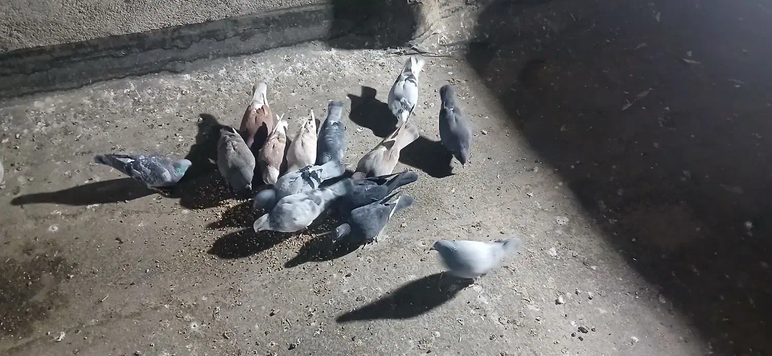 دانه 200|حیوانات|مشهد, طرق|دیوار