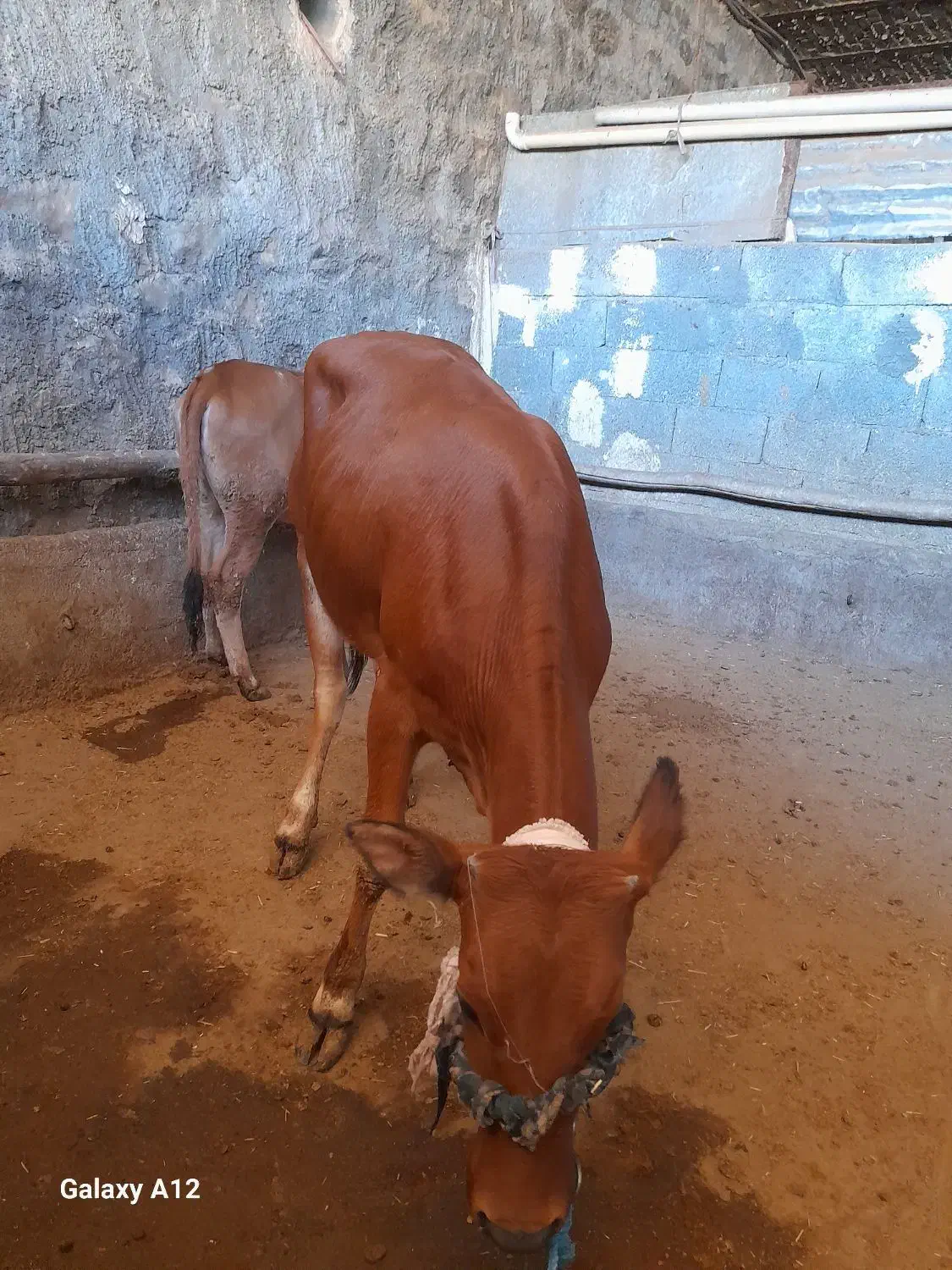 گوشت بره و گوساله محلی و بزغاله|خوردنی و آشامیدنی|روانسر, |دیوار