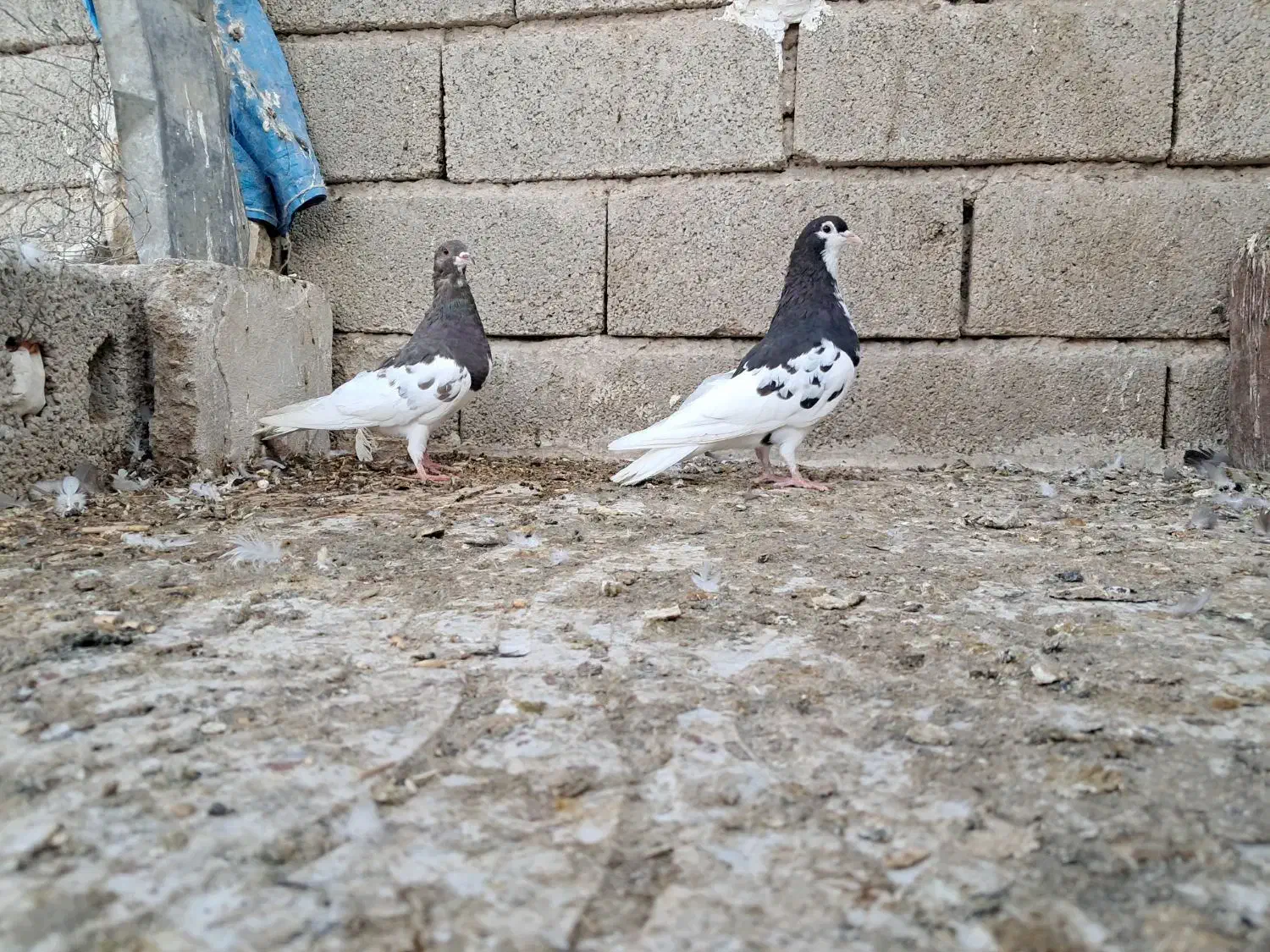 کبوتر شهری|پرنده|شیراز, شیخ علی چوپان|دیوار