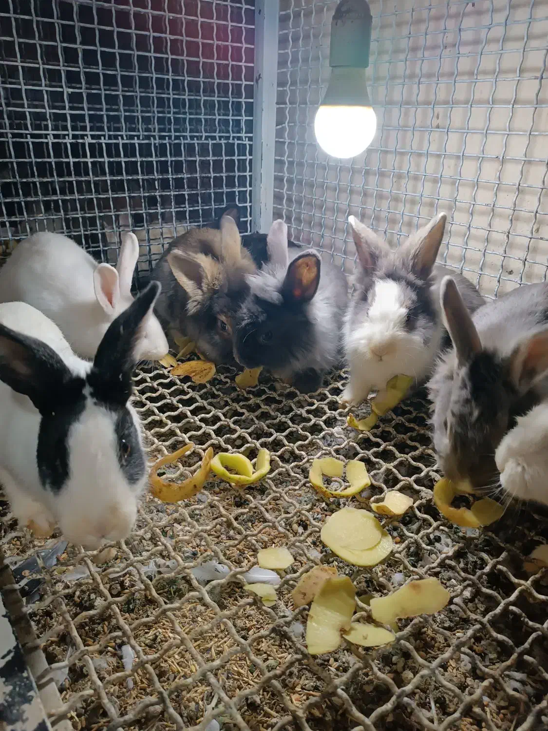 خرگوش|موش و خرگوش|میاندوآب, |دیوار