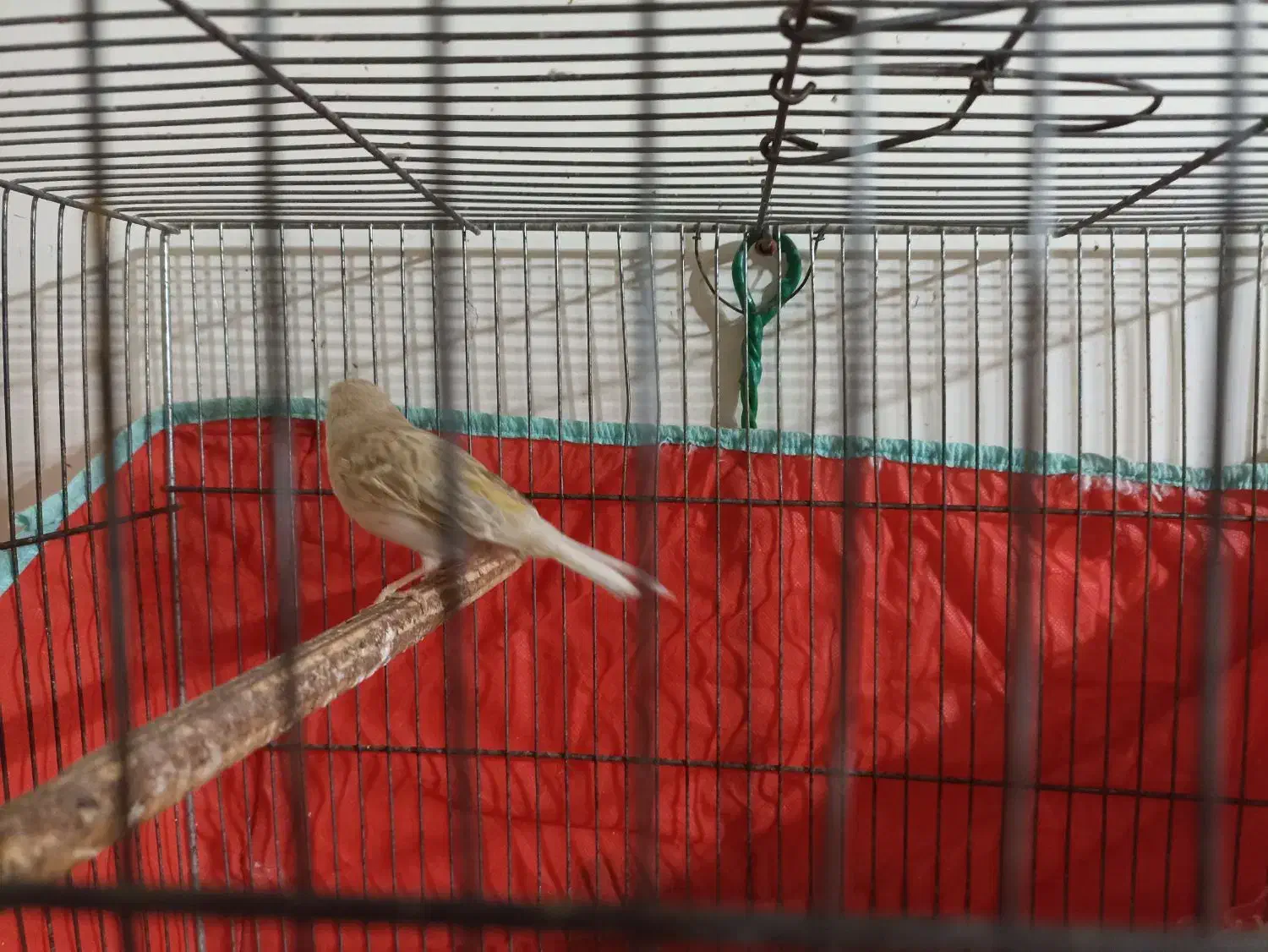 قناری آهویی ماده|پرنده|شیراز, شاهجیان|دیوار