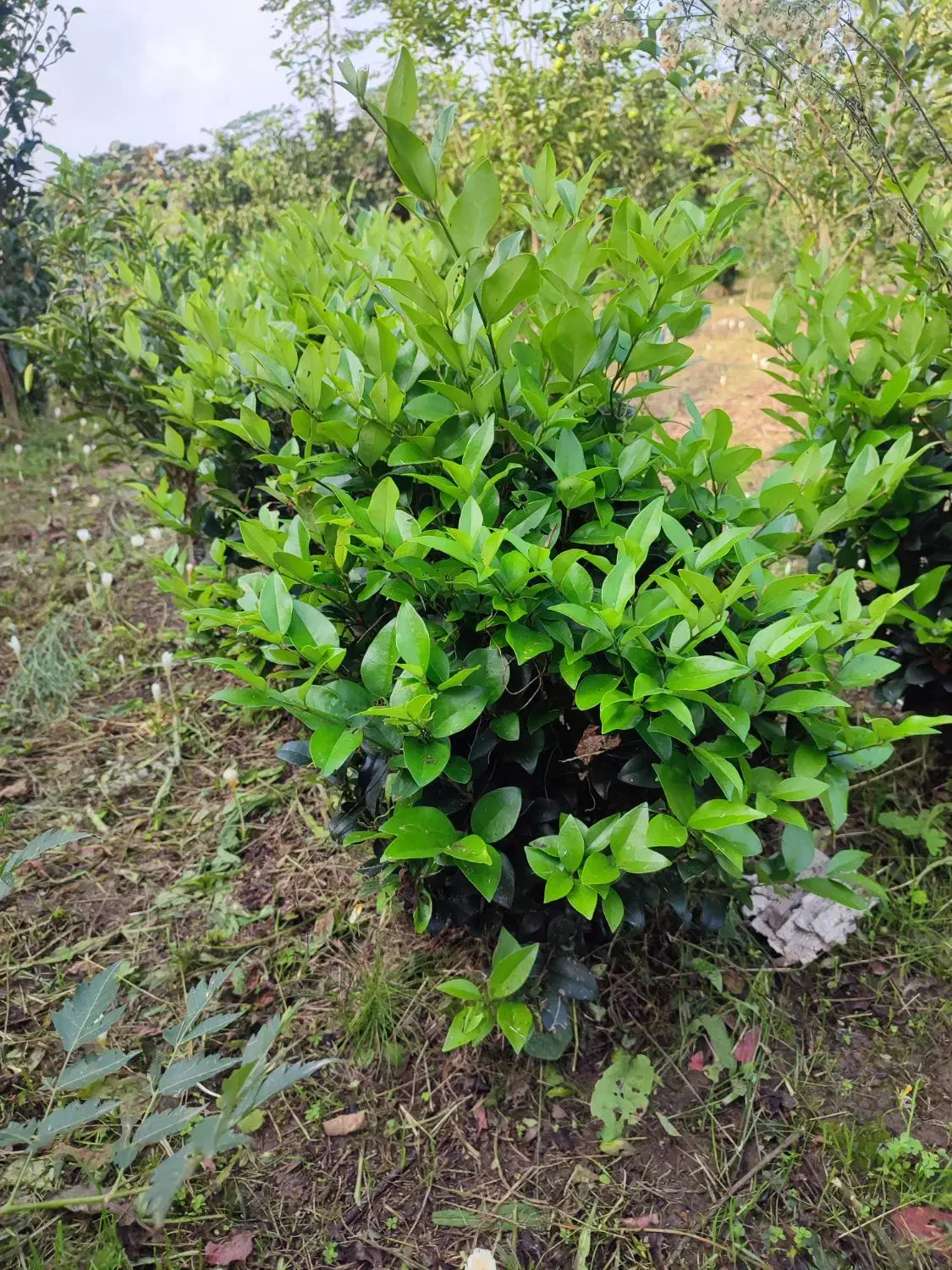 فروش گل و گیاه|خدمات باغبانی و درختکاری|رودسر, |دیوار