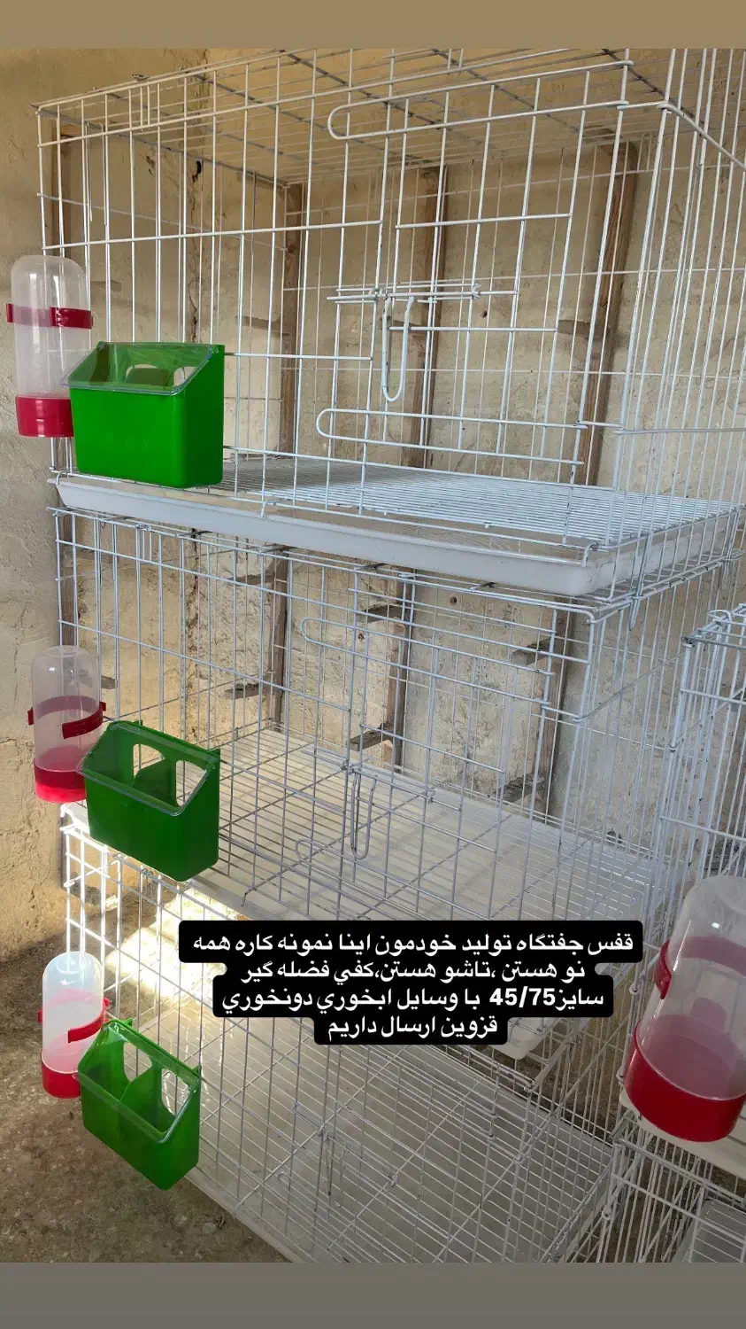 دم سفید هفترنگ خطی قفس جفتگاه چپ خوشرنگ|پرنده|قزوین, |دیوار