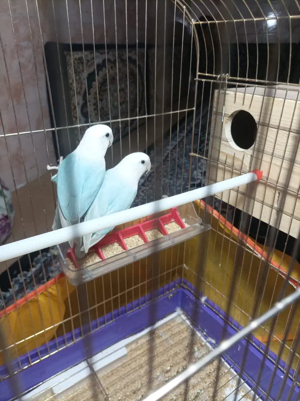 فروش یک  جفت کوتوله رودخانه ماشنگی|پرنده|رودخانه, |دیوار