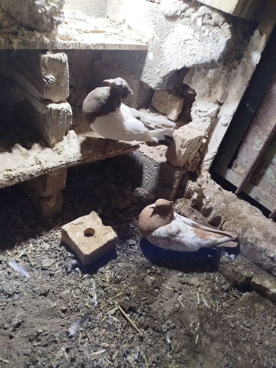 کفتر رنگی|پرنده|جغتای, |دیوار