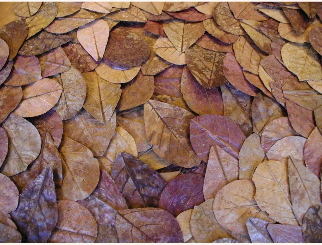 برگ کاتاپا جادویی|گل و گیاه طبیعی|شیراز, وصال|دیوار