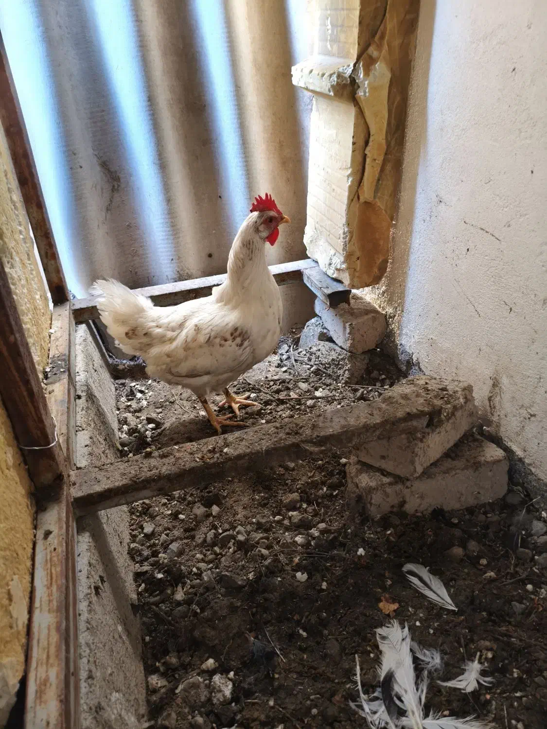 مرغ|حیوانات مزرعه|ماهدشت, |دیوار