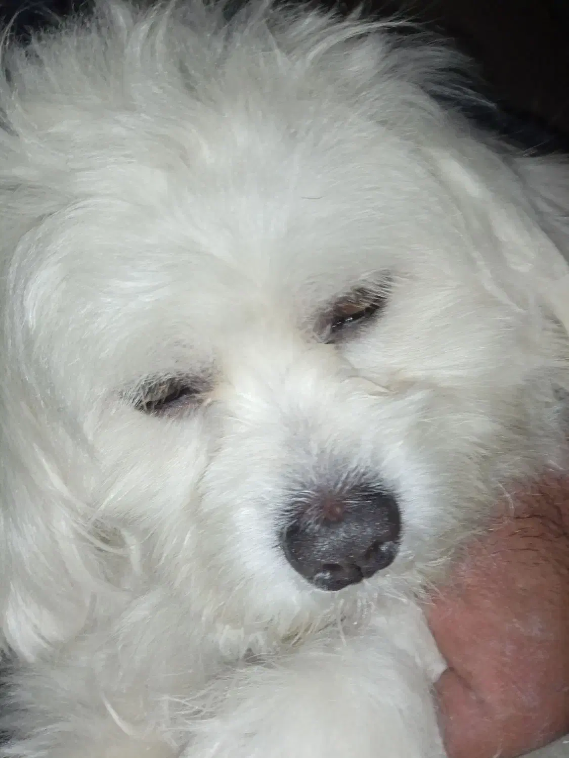 سگ گمشده است|حیوانات|تهران, شادآباد|دیوار