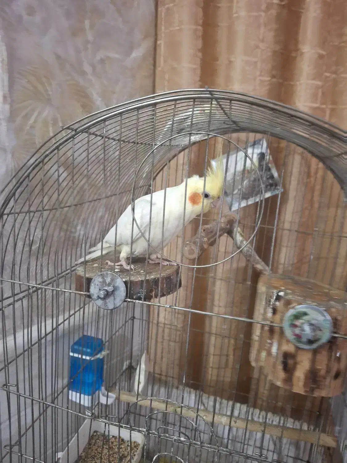 لوتینو با جوجه معاوضه با گرینچیک|پرنده|قم, چهار امامزاده|دیوار