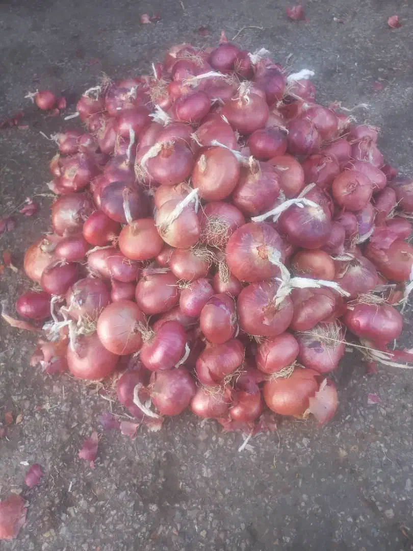 پیاز محلی گوغر کیلو 35 ت تحویل در خونه سیر محلی|خوردنی و آشامیدنی|سیرجان, |دیوار