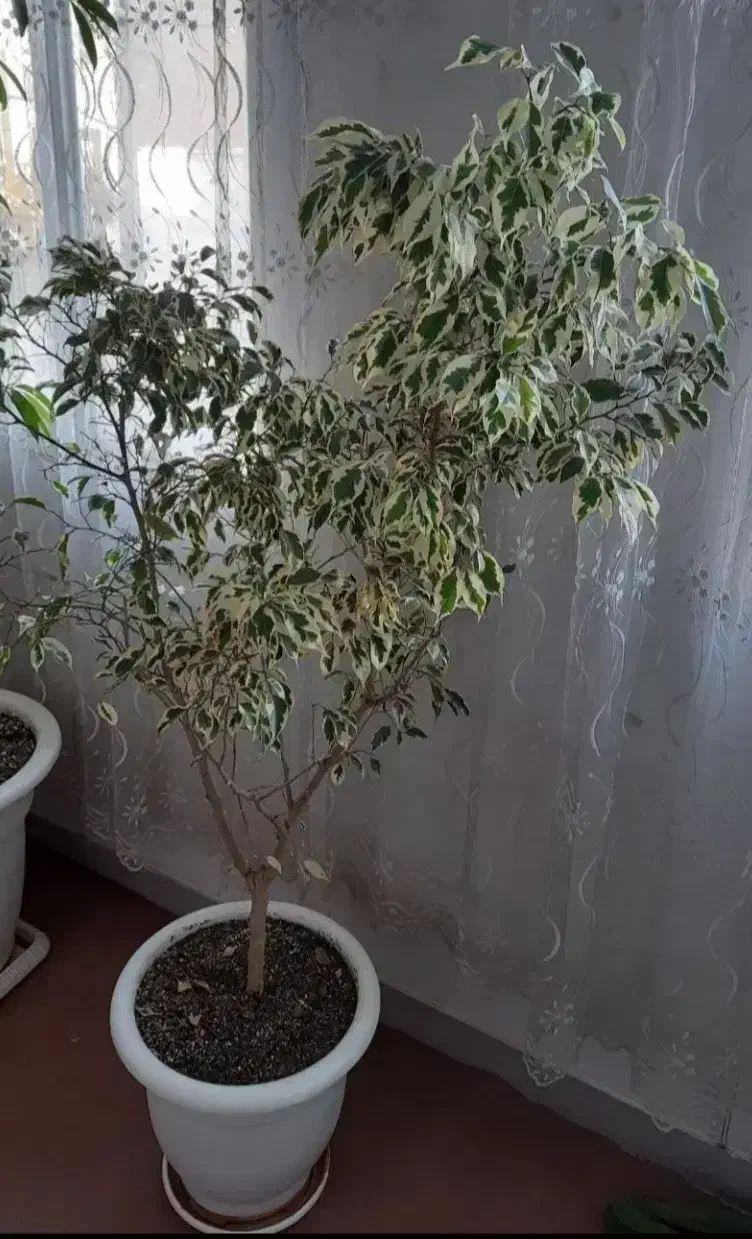 تعدادی گل وگیاه آپارتمانی بسیار زیبا و بزرگ|گل و گیاه طبیعی|شهریار, کهنز|دیوار