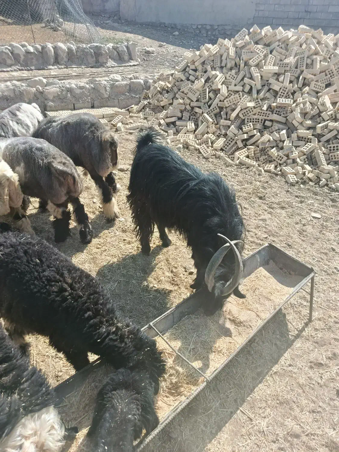 بیگ نر فروشی|حیوانات مزرعه|لالی, |دیوار