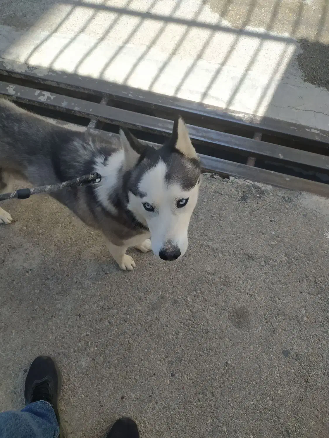 واگذاری هاسکی زیبا|سگ|شیراز, عفیف‌آباد|دیوار