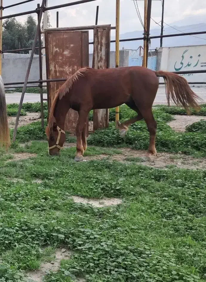 اسب|اسب و تجهیزات اسب‌سواری|سوری, |دیوار