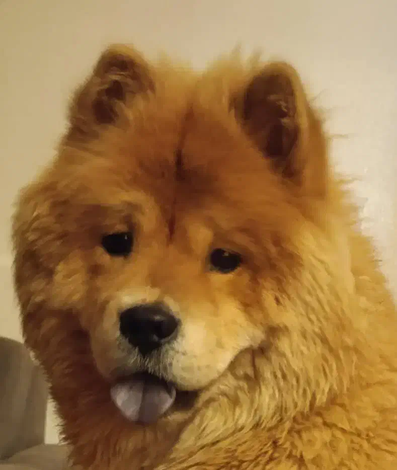 سگ محدود گلدیس گم شد|سگ|شاهین‌شهر, شهرک گلدیس|دیوار