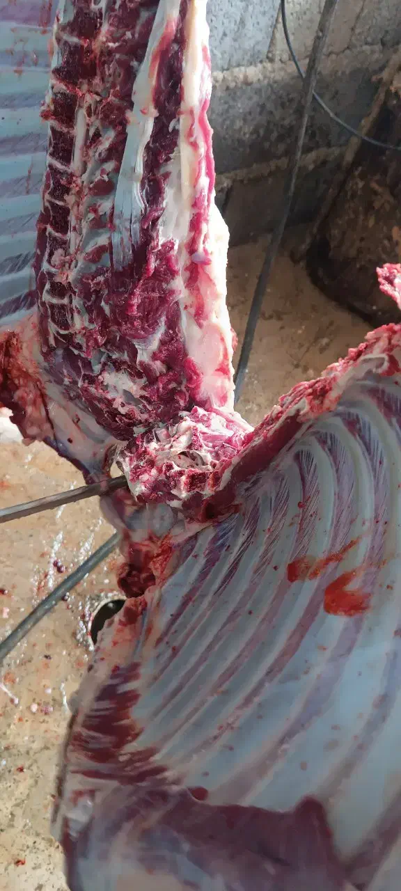 قصابی صداقت دراسرع وقت درخدمت همشهریان عزیزمیباشد|خدمات پیشه و مهارت|نیشابور, شهرک زرگران|دیوار