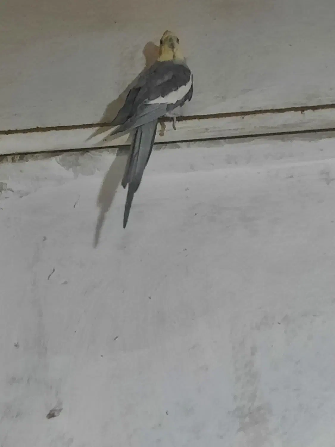 عروس هلندی|پرنده|مهدی شهر, |دیوار