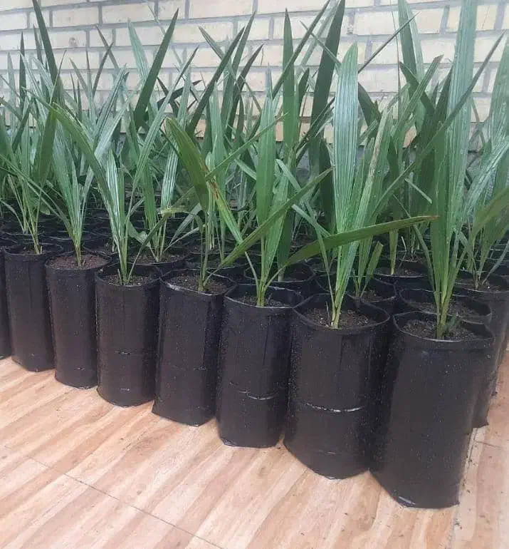 مجهول کش بافت عمانی اصل|خدمات باغبانی و درختکاری|کهنوج, |دیوار