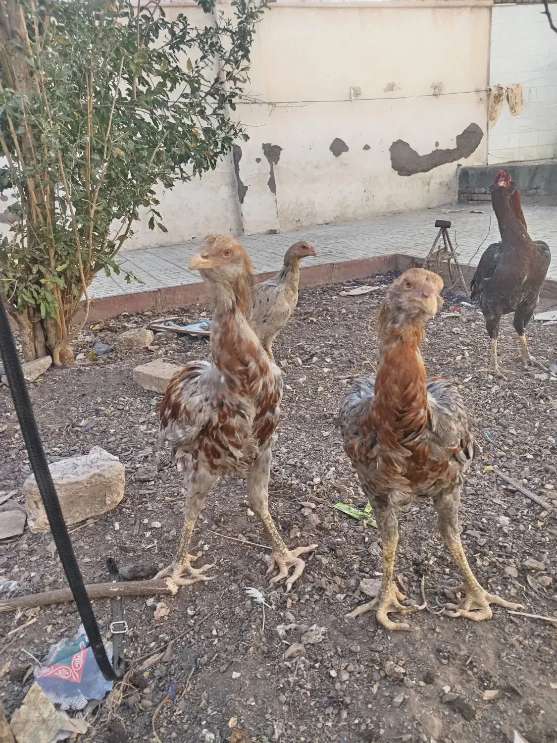 خروس لاری|حیوانات مزرعه|رشتخوار, |دیوار