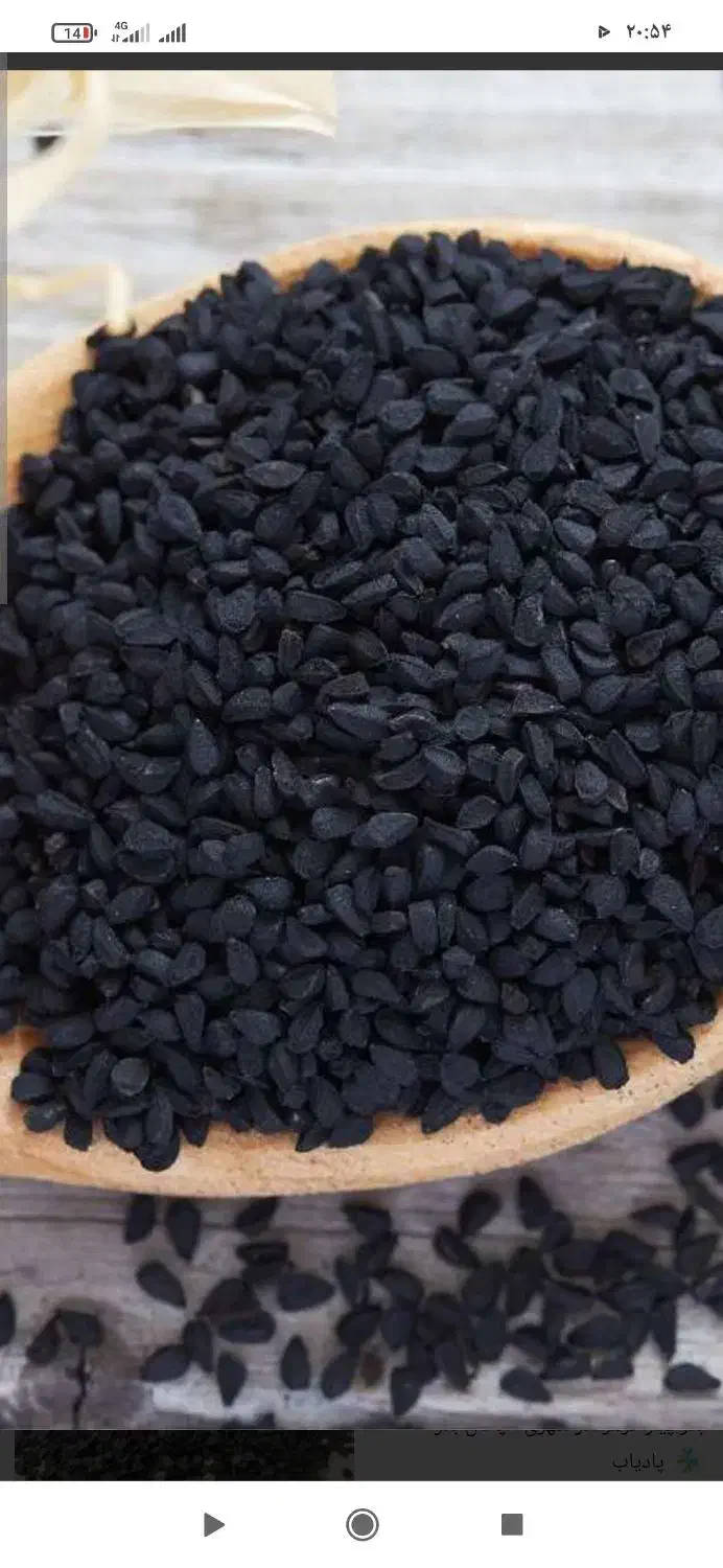 بذر پیاز|حراج|آشخانه, |دیوار