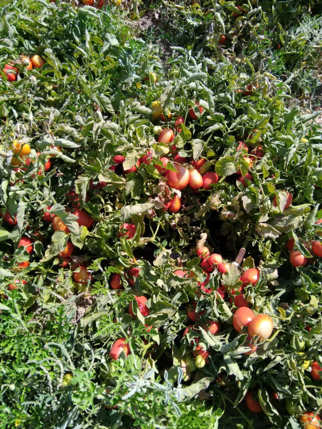 دسته کارگر هستیم|خدمات باغبانی و درختکاری|دهگلان, |دیوار