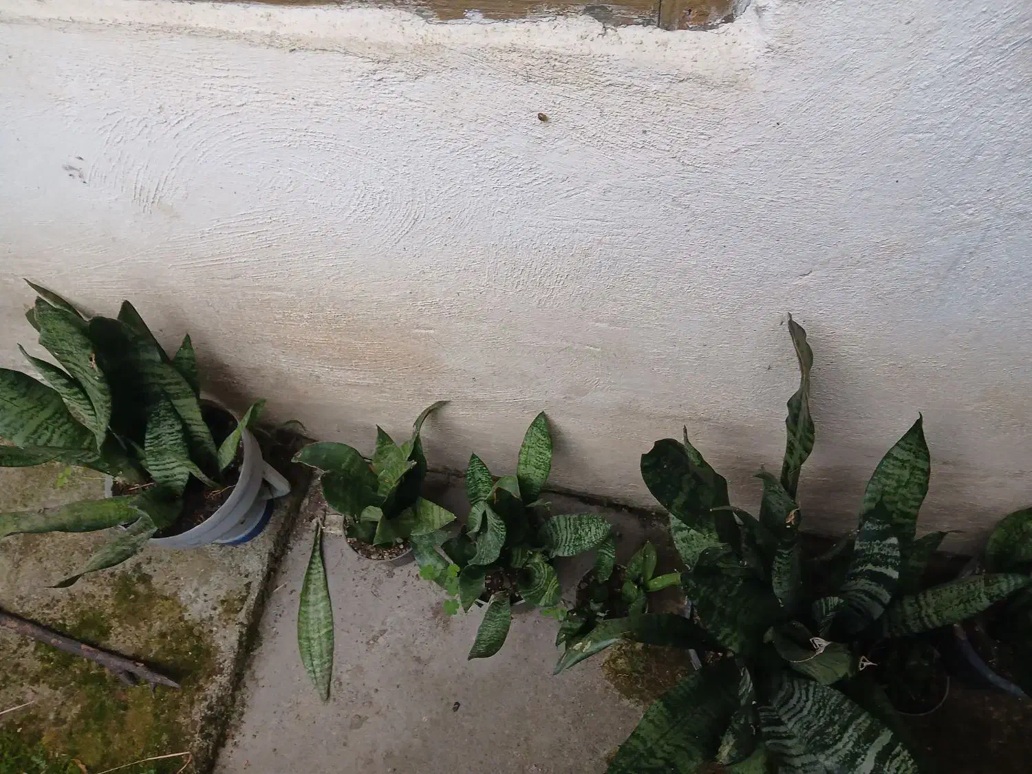 سانسوریا|گل و گیاه طبیعی|اسالم, |دیوار