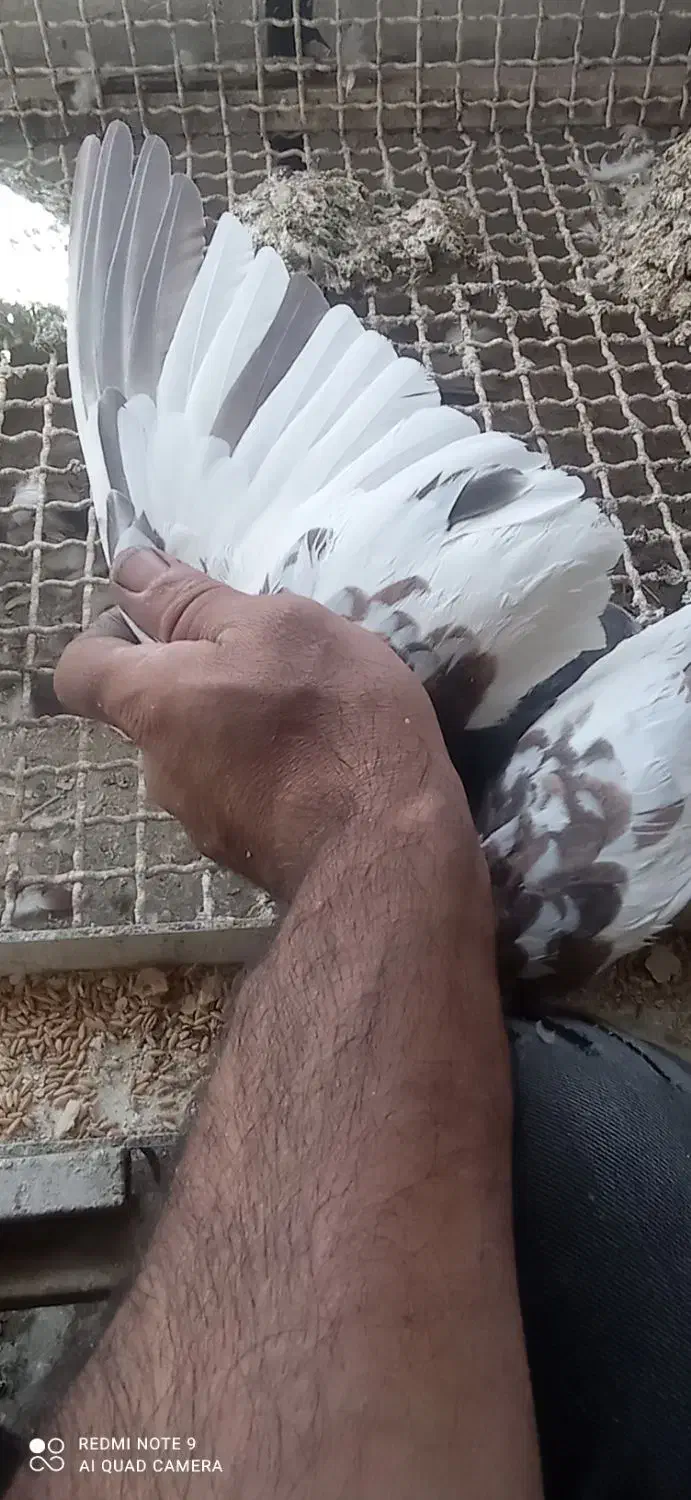 ماده یال و سرور|پرنده|شیراز, کوزه گری|دیوار