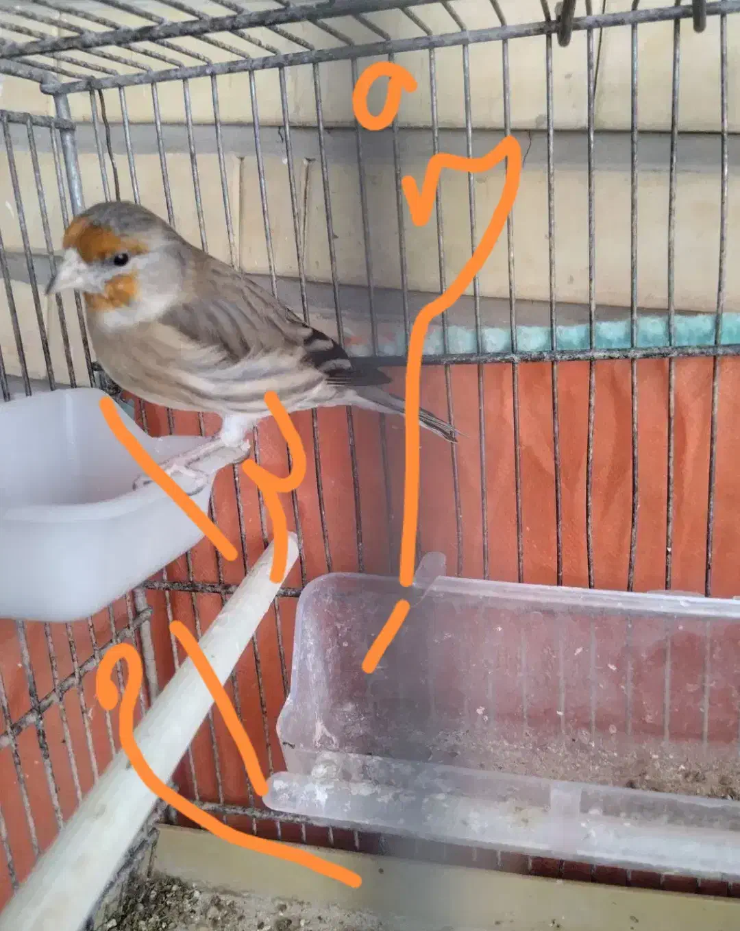 سهره قناری|پرنده|کرمان, |دیوار