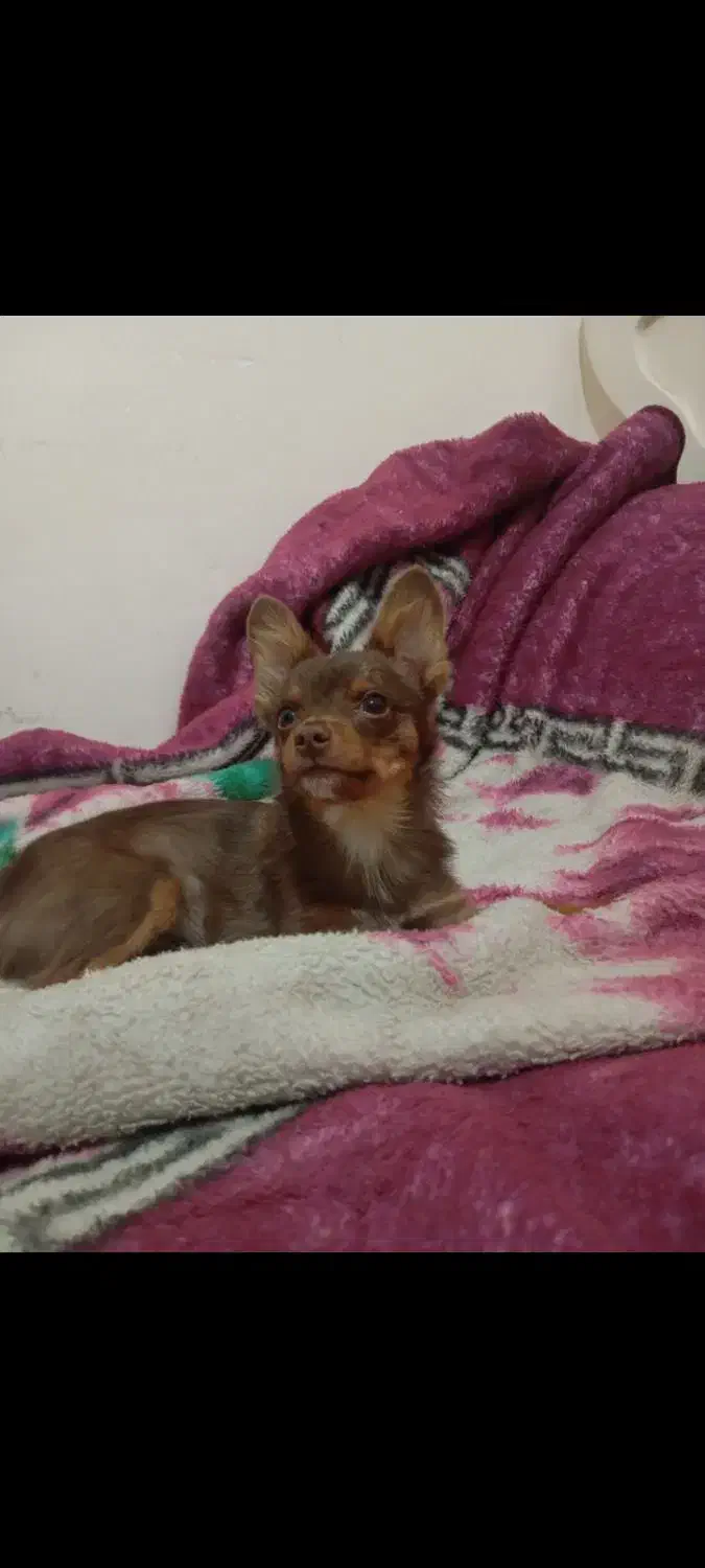 واگذاری سگ شیواوا|سگ|شیراز, کوشک میدان|دیوار