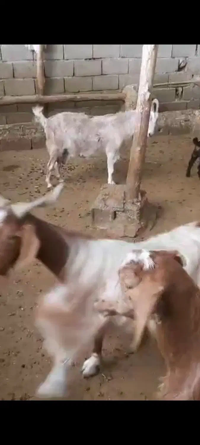 دو عدد بز سانن پاکستانی ودو عدد نر بز|حیوانات مزرعه|هشتگرد, هیو|دیوار