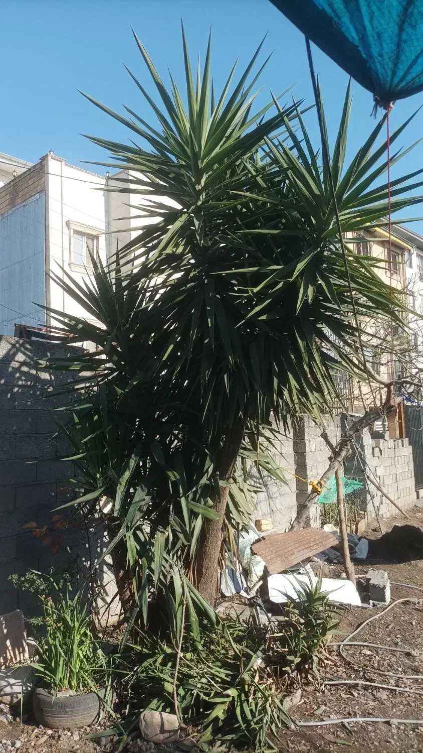 گل یوکا|گل و گیاه طبیعی|تالش, هشتپر|دیوار