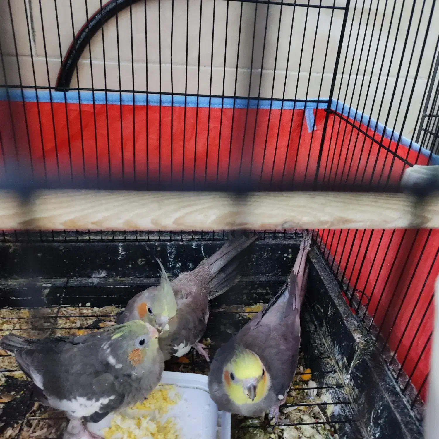 عروس هلندی|پرنده|یزد, |دیوار