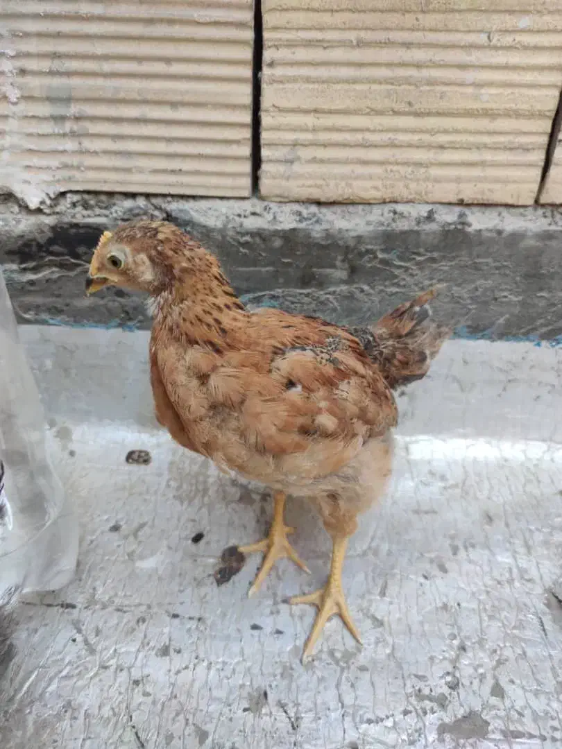 جوجه محلی|حیوانات مزرعه|صباشهر, |دیوار