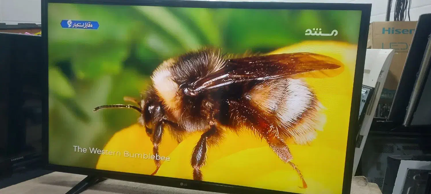 تلویزیون ۴۳ اینچ الجی|تلویزیون و پروژکتور|قم, علی آباد|دیوار