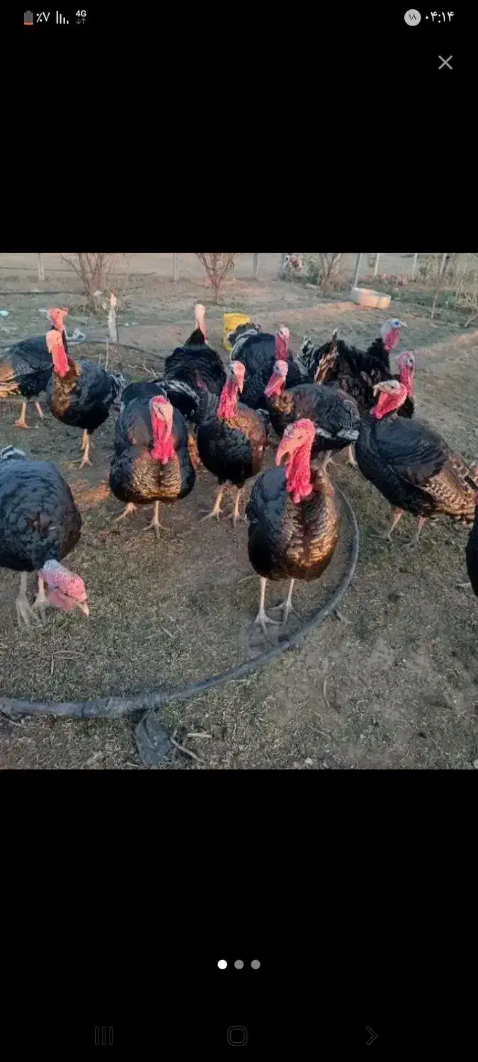 بوقلمون محلی هشتدرخان|حیوانات مزرعه|گرمی, |دیوار