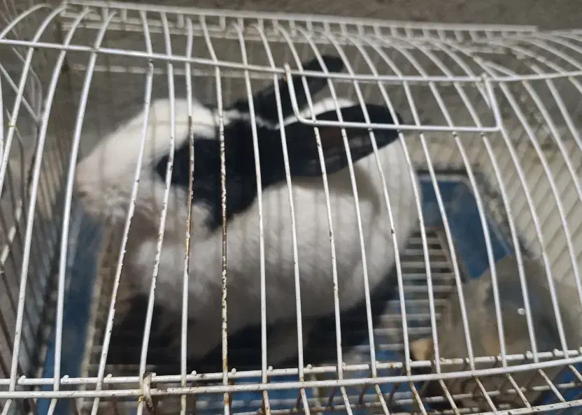 خرگوش|موش و خرگوش|ایوان, |دیوار