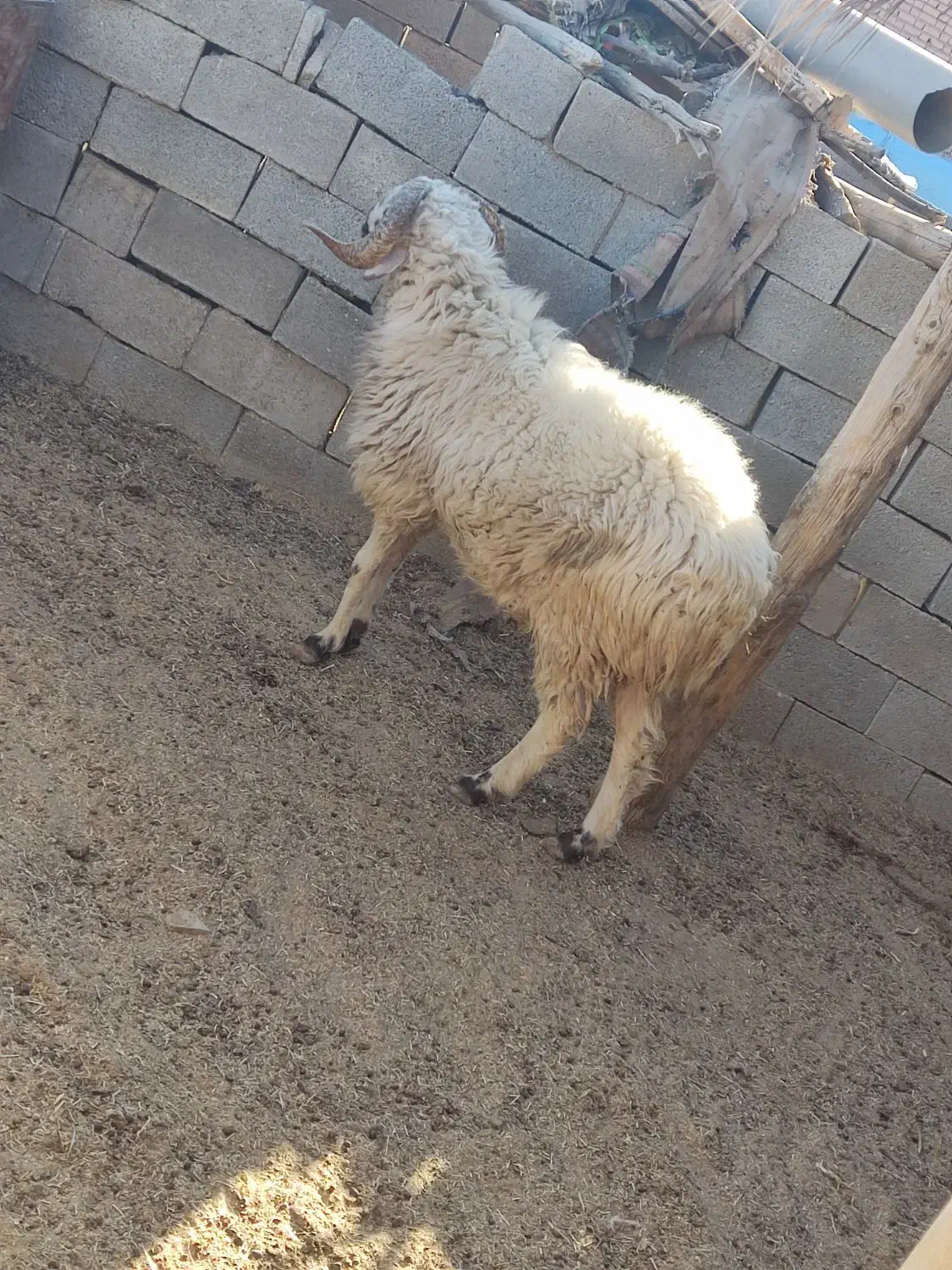 فروش قوچ بذری|حیوانات مزرعه|نی‌ریز, |دیوار