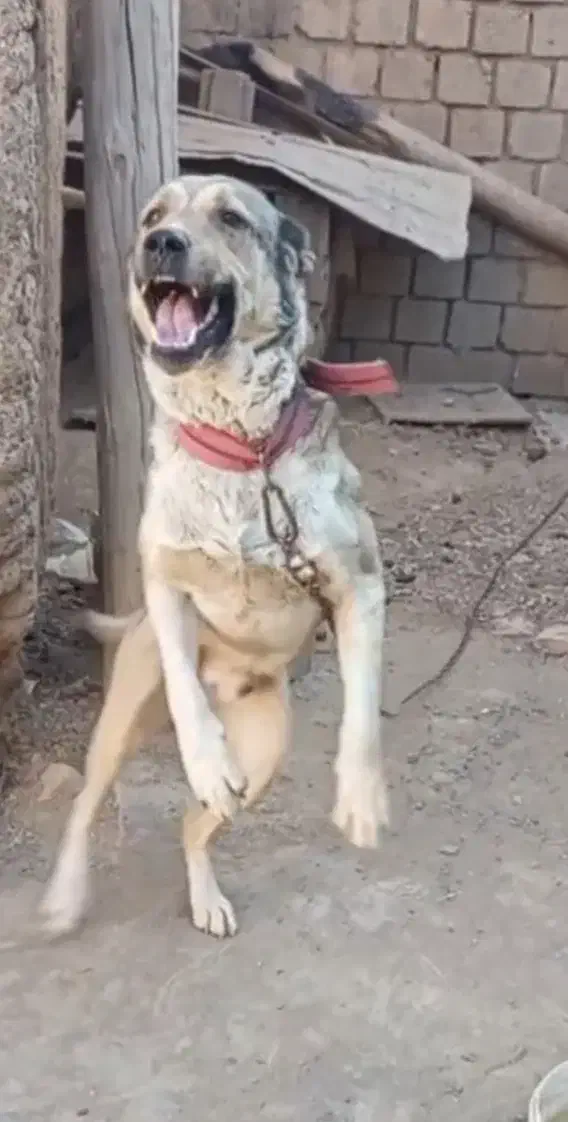 سگ پژدرو سراب قاطی. نگهبانی|سگ|بوکان, |دیوار