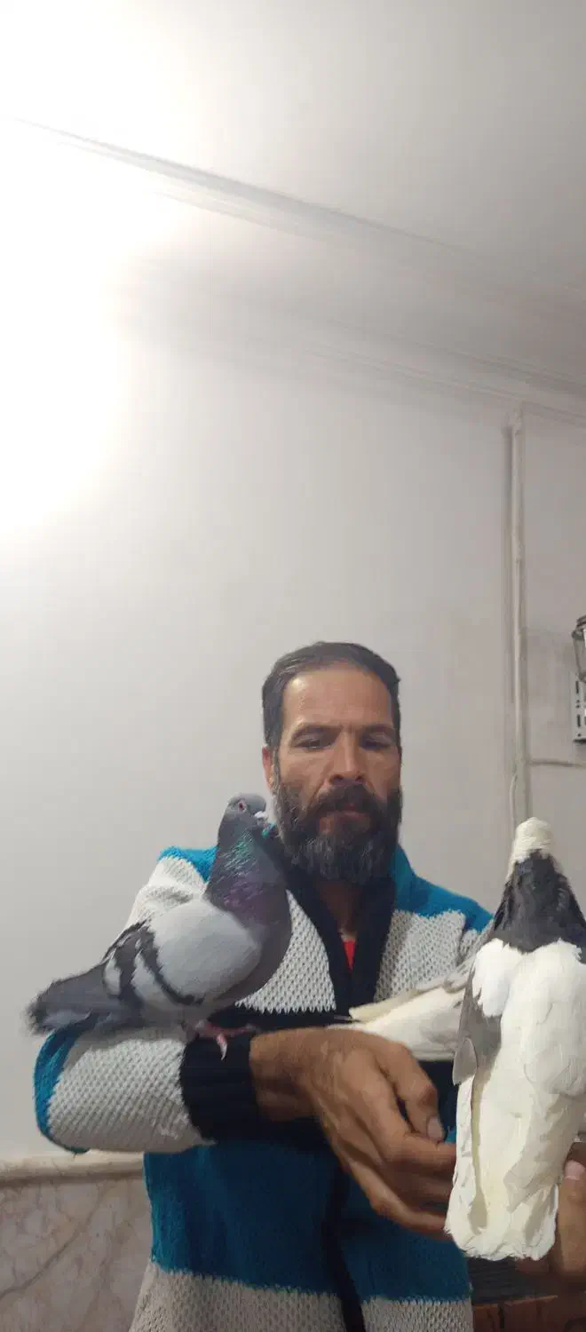 طوقی دستی دنبال موتور ماشین میاد|پرنده|شیراز, زرهی|دیوار