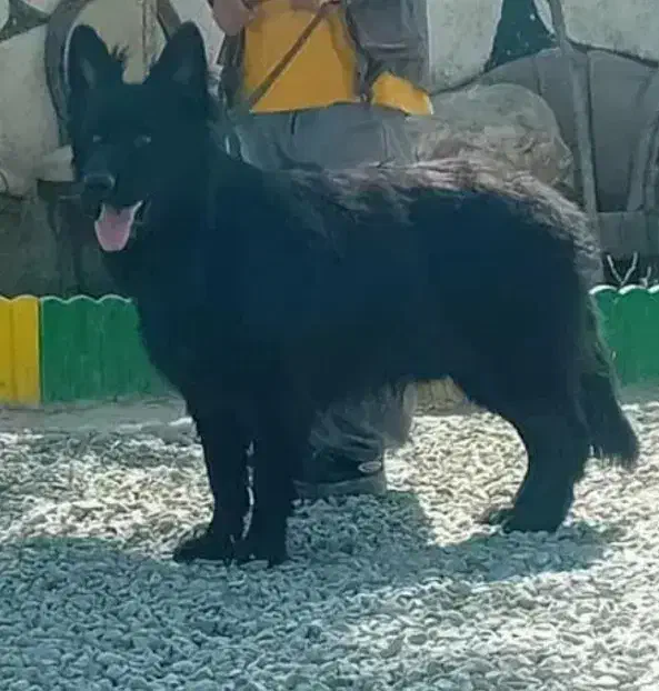 ژرمن بلک ماده|سگ|صباشهر, |دیوار