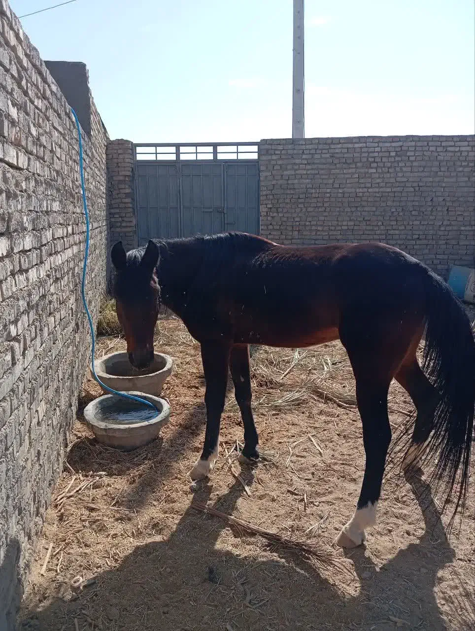 اسب|اسب و تجهیزات اسب‌سواری|بافق, |دیوار