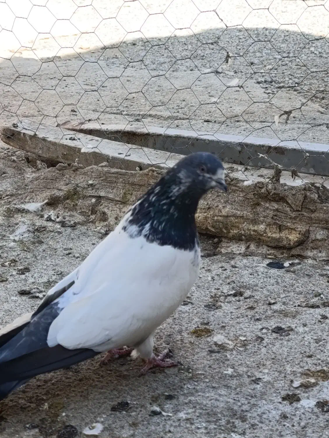 کبوتر،تهرانی درجه یک،شرطی|پرنده|بیستون, |دیوار