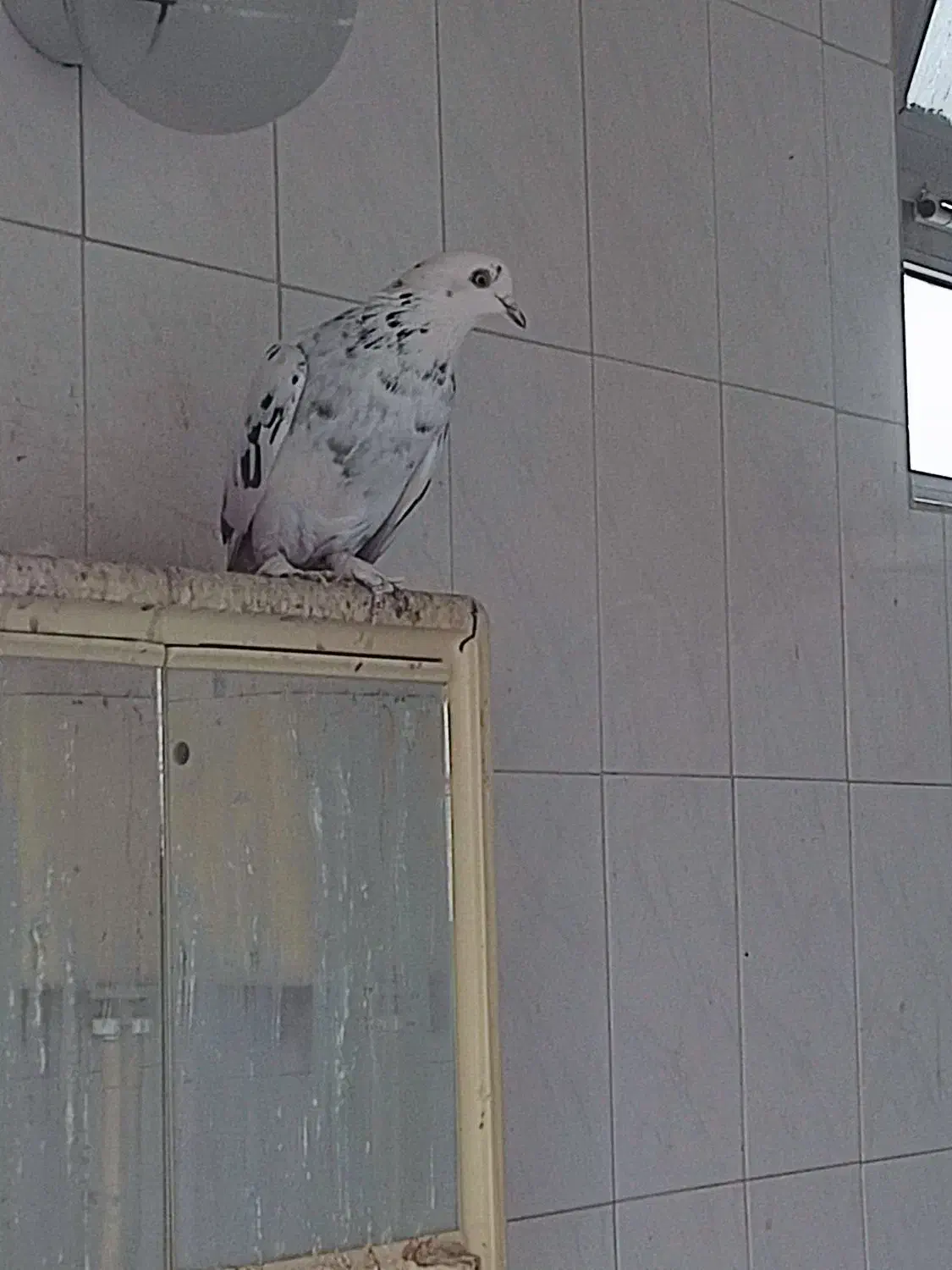 کفتر ماده پرشی پرپا|پرنده|یزد, |دیوار