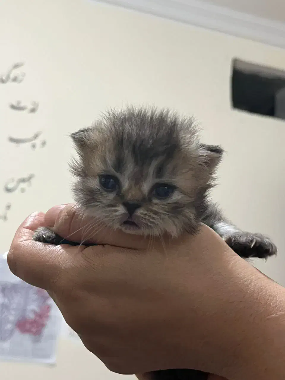 واگذاری پرشین هیماایین|گربه|زاهدان, |دیوار