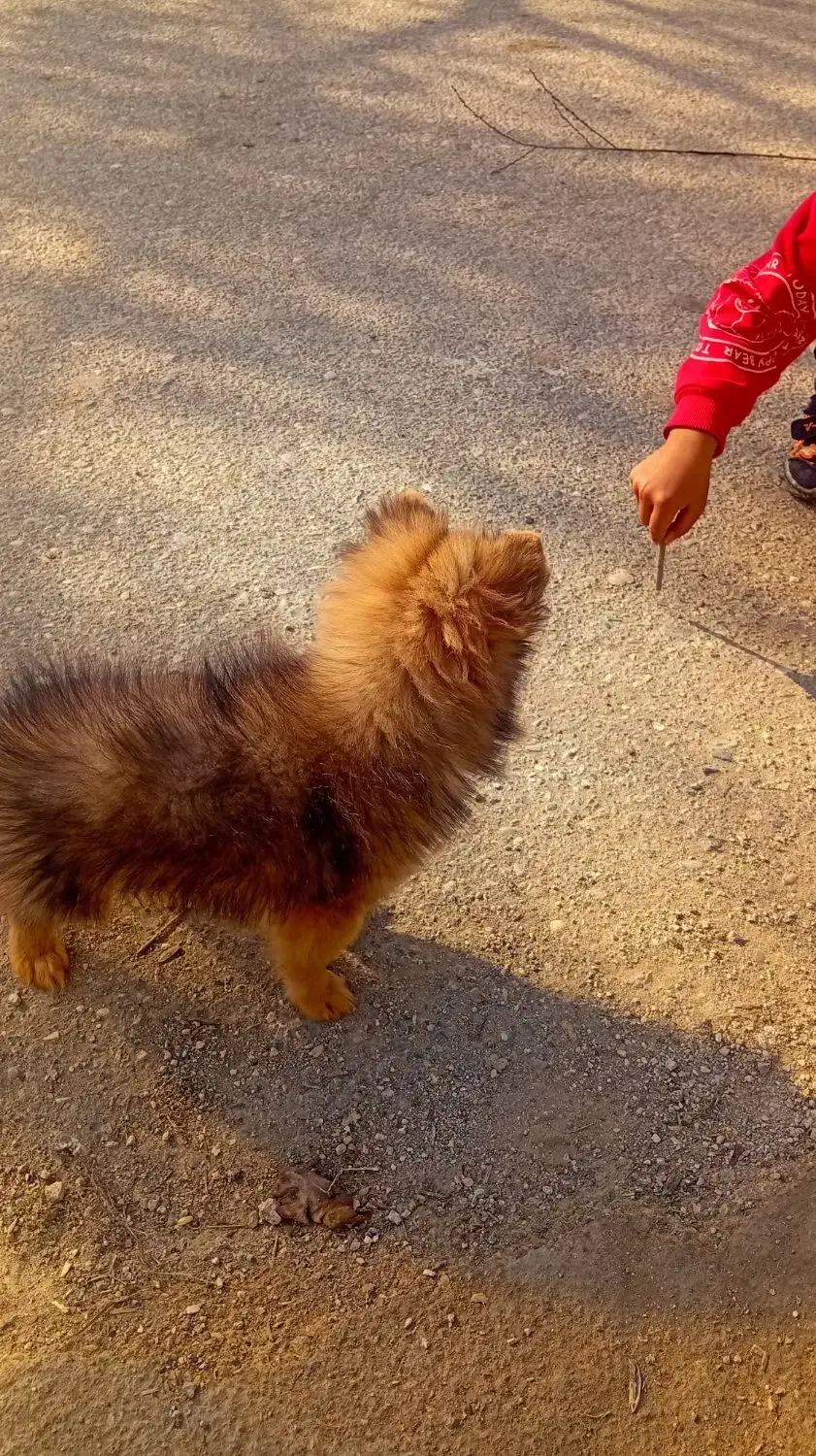 سگ پامر|سگ|فرح آباد, |دیوار